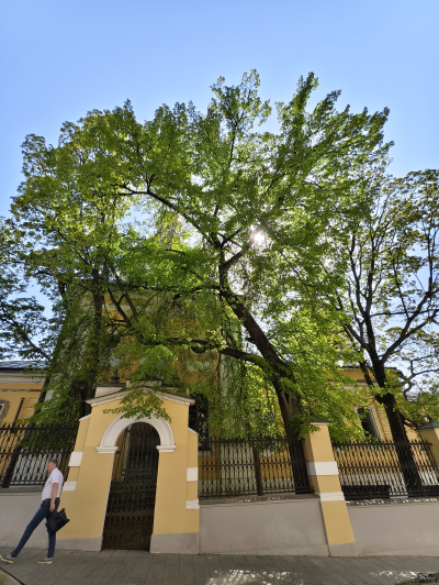 Обзор vivo X200 Pro: смартфон как рог изобилия