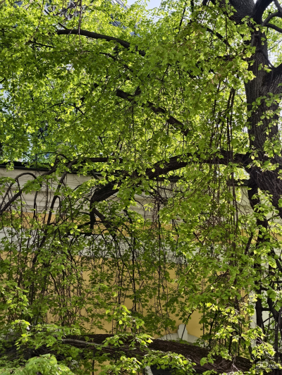 Обзор vivo X200 Pro: смартфон как рог изобилия