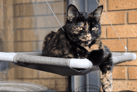 Смартфоны Honor 400 смогут анимировать фото с помощью ИИ-генератора от&nbsp;Google