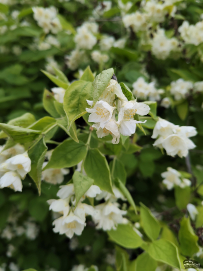 Обзор смартфона IQOO Z10: не ждите разрядки