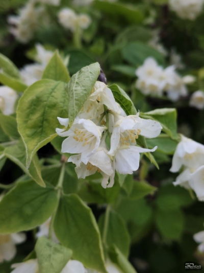 Обзор смартфона IQOO Z10: не ждите разрядки