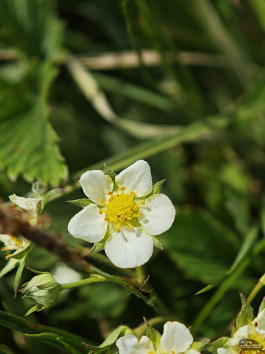 Обзор Xiaomi 15 Ultra: мощнейший камерофон, но со странностями