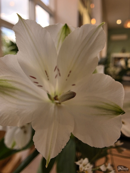 Сравнительный тест камер флагманских смартфонов (2025): Apple iPhone 16 Pro Max, HONOR Magic 7 Pro, HUAWEI Mate 70 Pro, Samsung Galaxy S25 Ultra, vivo X200 Pro, Xiaomi 15 Ultra