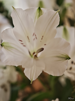 Сравнительный тест камер флагманских смартфонов (2025): Apple iPhone 16 Pro Max, HONOR Magic 7 Pro, HUAWEI Mate 70 Pro, Samsung Galaxy S25 Ultra, vivo X200 Pro, Xiaomi 15 Ultra