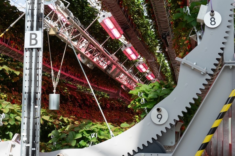 Dyson построила клубничную ферму будущего: ягоды собирают роботы, а отходы превращаются в энергию