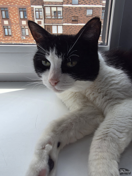 Обзор гибкого смартфона Samsung Galaxy Z Fold7: догнал одним прыжком