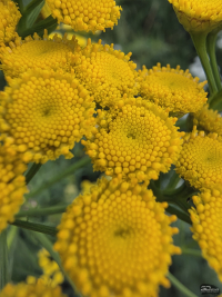 Обзор гибкого смартфона Samsung Galaxy Z Fold7: догнал одним прыжком