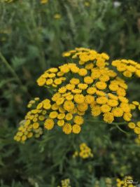 Обзор гибкого смартфона Samsung Galaxy Z Fold7: догнал одним прыжком