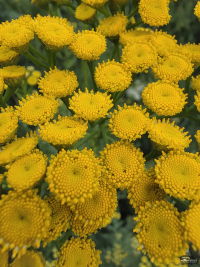 Обзор гибкого смартфона Samsung Galaxy Z Fold7: догнал одним прыжком