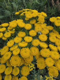 Обзор гибкого смартфона Samsung Galaxy Z Fold7: догнал одним прыжком