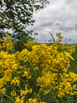 Обзор смартфона HONOR 400 Pro: настоящая уличная магия