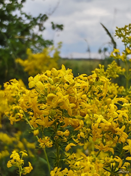 Обзор смартфона HONOR 400 Pro: настоящая уличная магия