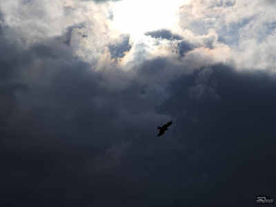 Обзор смартфона HONOR 400 Pro: настоящая уличная магия