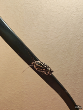 Обзор смартфона HONOR 400 Pro: настоящая уличная магия