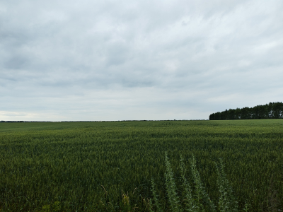 Обзор смартфона HONOR 400: реаниматор