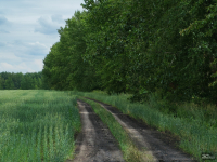 Обзор смартфона HONOR 400: реаниматор