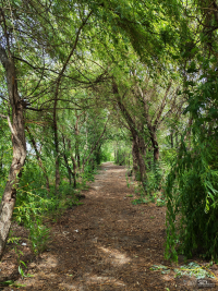 Обзор смартфона HONOR 400: реаниматор