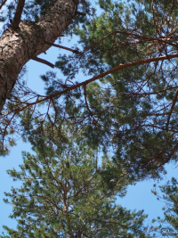 Обзор смартфона HONOR 400: реаниматор