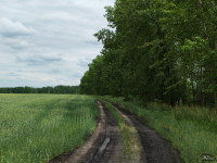 Обзор смартфона HONOR 400: реаниматор