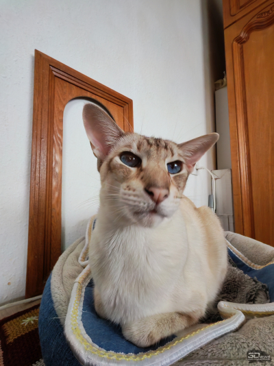 Обзор смартфона HONOR 400: реаниматор