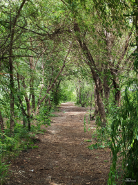 Обзор смартфона HONOR 400: реаниматор