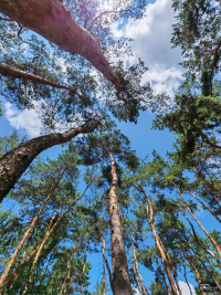 Обзор смартфона HONOR 400: реаниматор