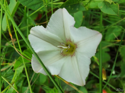 Обзор смартфона HONOR 400: реаниматор