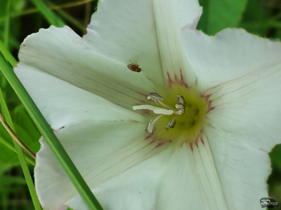 Обзор смартфона HONOR 400: реаниматор