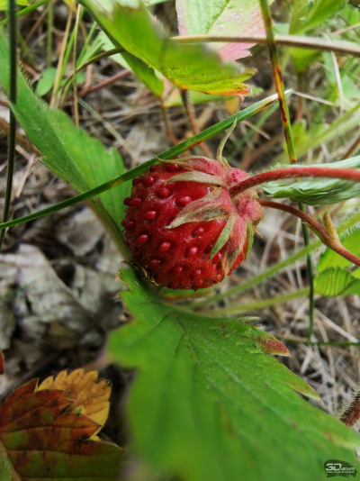 Обзор смартфона HONOR 400: реаниматор
