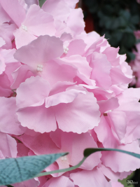 Обзор смартфона HONOR 400: реаниматор