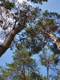 Обзор смартфона HONOR 400: реаниматор