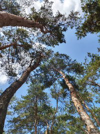 Обзор смартфона HONOR 400: реаниматор