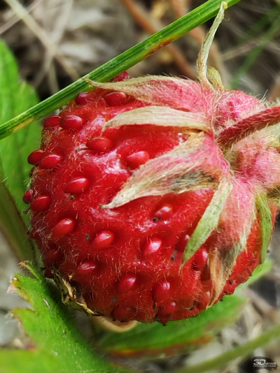 Обзор смартфона HONOR 400: реаниматор