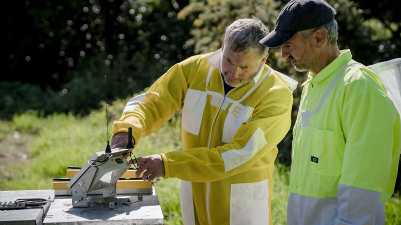 Пчёлам в Новой Зеландии провели спутниковый интернет от Starlink