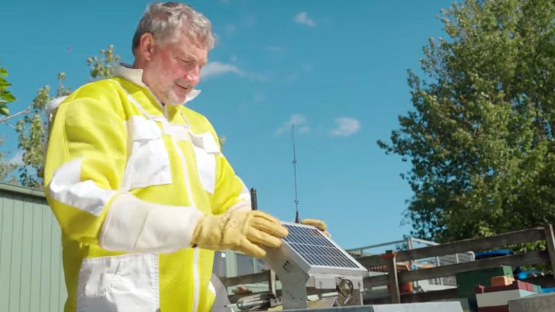 Пчёлам в Новой Зеландии провели спутниковый интернет от Starlink