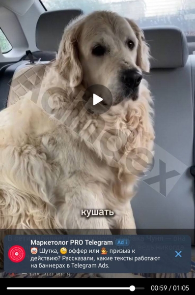 В Telegram появится реклама, как в YouTube &mdash; прямо на видео