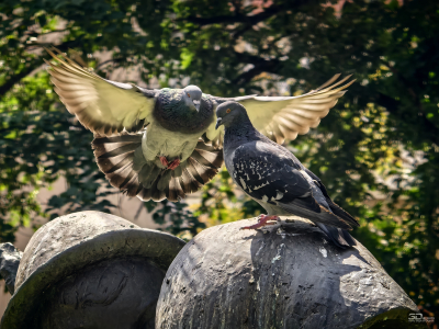 HUAWEI Pura 80 Ultra глазами фотографа