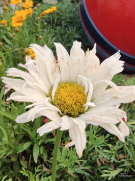 Обзор Infinix GT 30 Pro: игровой смартфон среднего класса с мощью субфлагмана