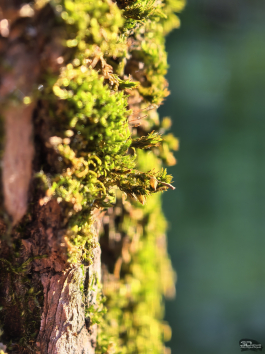 Обзор смартфона HUAWEI Pura 80 Pro: разумный флагман с мощнейшей камерой