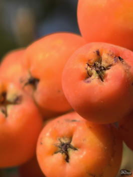 Обзор смартфона HUAWEI Pura 80 Pro: разумный флагман с мощнейшей камерой