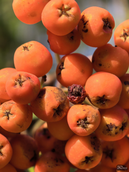 Обзор смартфона HUAWEI Pura 80 Pro: разумный флагман с мощнейшей камерой