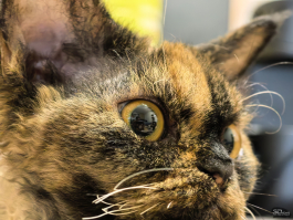 Обзор смартфона HUAWEI Pura 80 Pro: разумный флагман с мощнейшей камерой