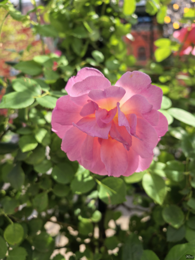 Обзор смартфона HUAWEI Pura 80 Pro: разумный флагман с мощнейшей камерой