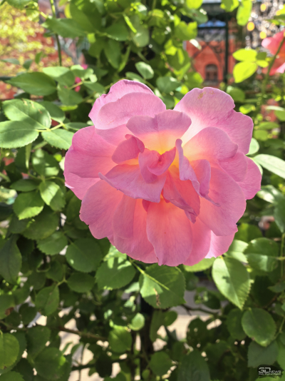 Обзор смартфона HUAWEI Pura 80 Pro: разумный флагман с мощнейшей камерой