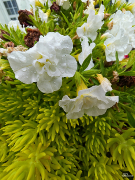 Обзор складного смартфона HONOR Magic V5: снова самый тонкий, но есть нюансы