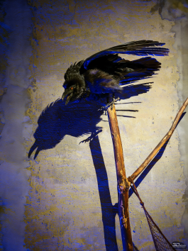 Обзор складного смартфона HONOR Magic V5: снова самый тонкий, но есть нюансы