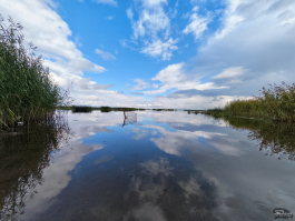 Обзор складного смартфона HONOR Magic V5: снова самый тонкий, но есть нюансы