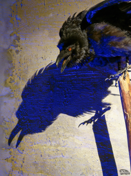 Обзор складного смартфона HONOR Magic V5: снова самый тонкий, но есть нюансы