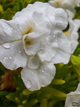 Обзор складного смартфона HONOR Magic V5: снова самый тонкий, но есть нюансы