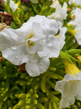 Обзор складного смартфона HONOR Magic V5: снова самый тонкий, но есть нюансы